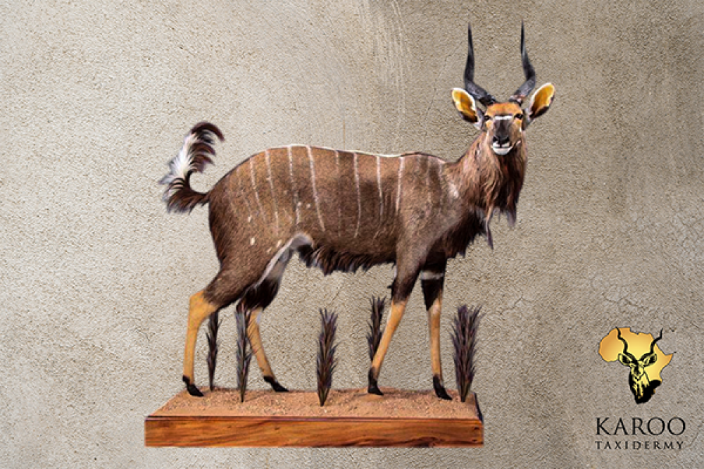 Nyala Standing Full Mount &ndash; Looking &frac12; Right