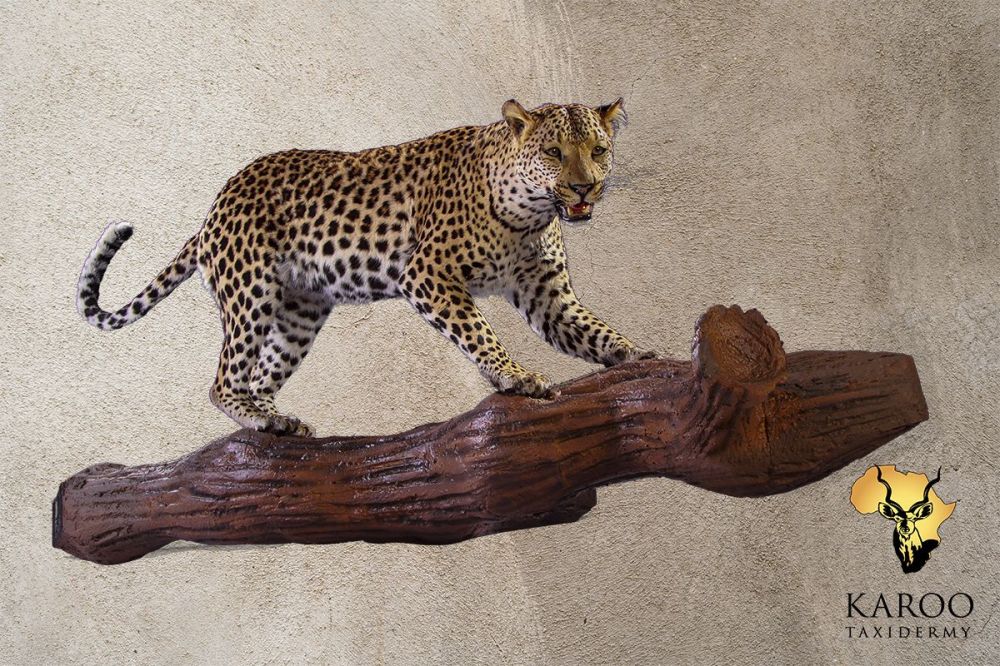 Leopard Walking Full Mount on Wall-Mounted Branch – Looking Straight