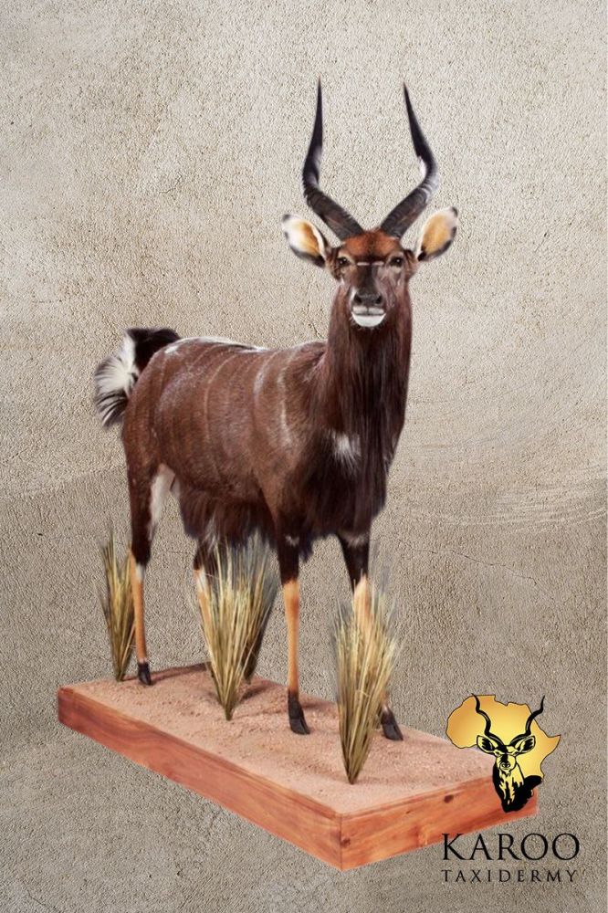 Nyala Standing Full Mount &ndash; Looking &frac14; Right