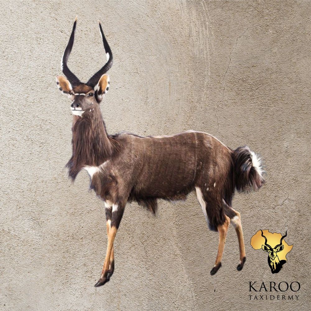 Nyala Standing Full Mount &ndash; Looking &frac14; Left