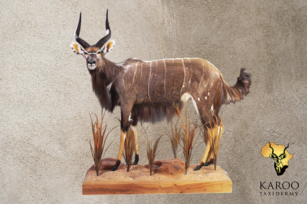 Nyala Standing Full Mount &ndash; Looking &frac12; Left