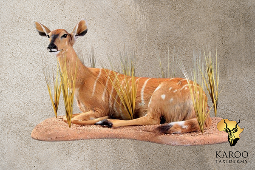 Nyala Ewe Lying Full Mount &ndash; Looking &frac14; Left
