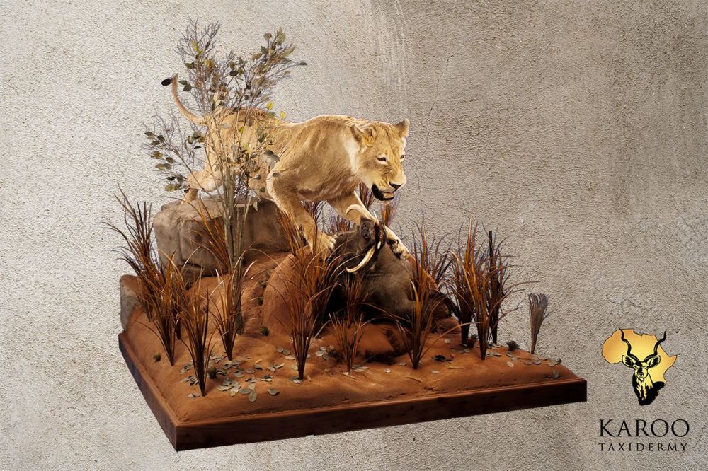 Lioness and Warthog Full-Mount Diorama