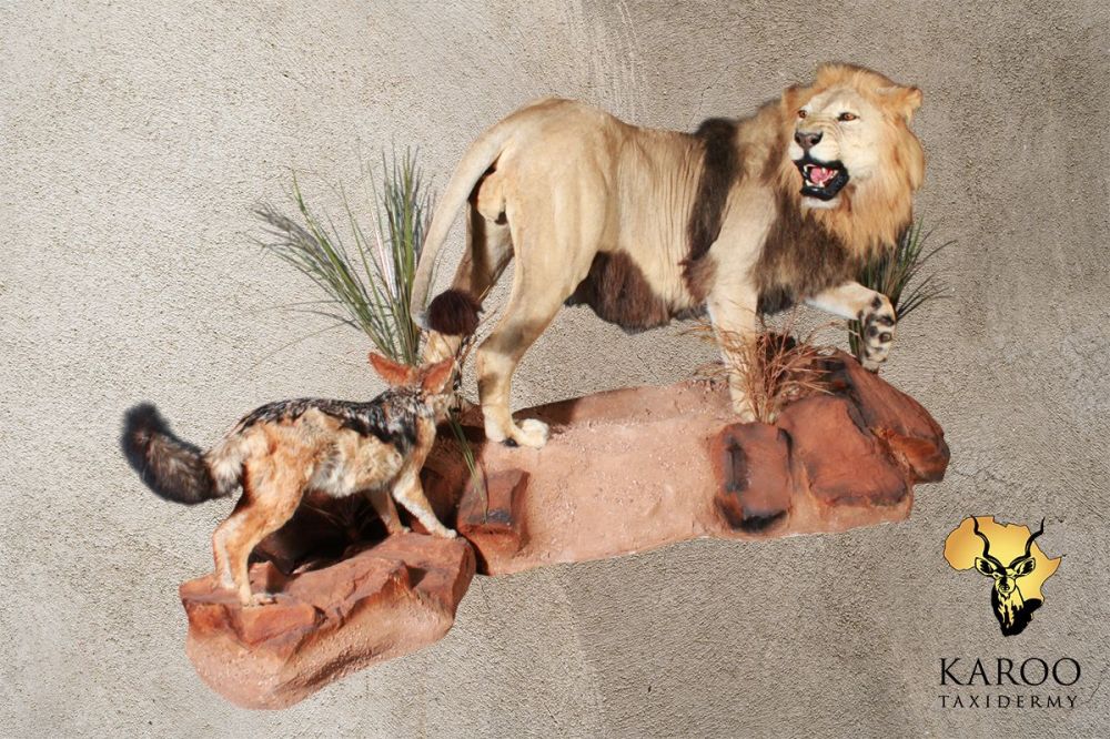 Lion and Black-Backed Jackal Full-Mount Diorama