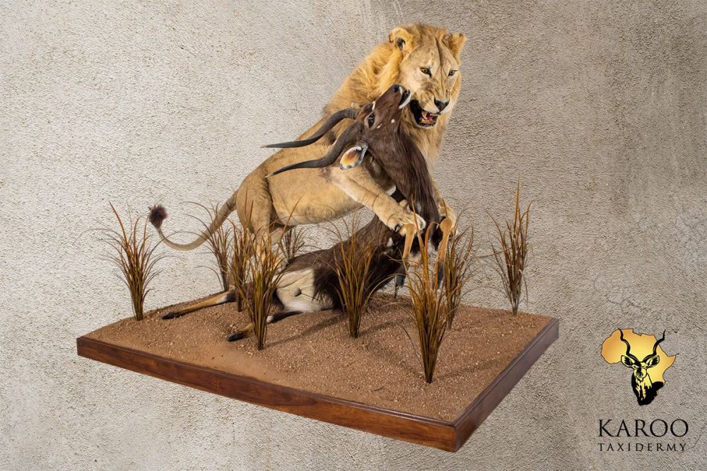 Lion Pouncing on Nyala Full-Mount Diorama
