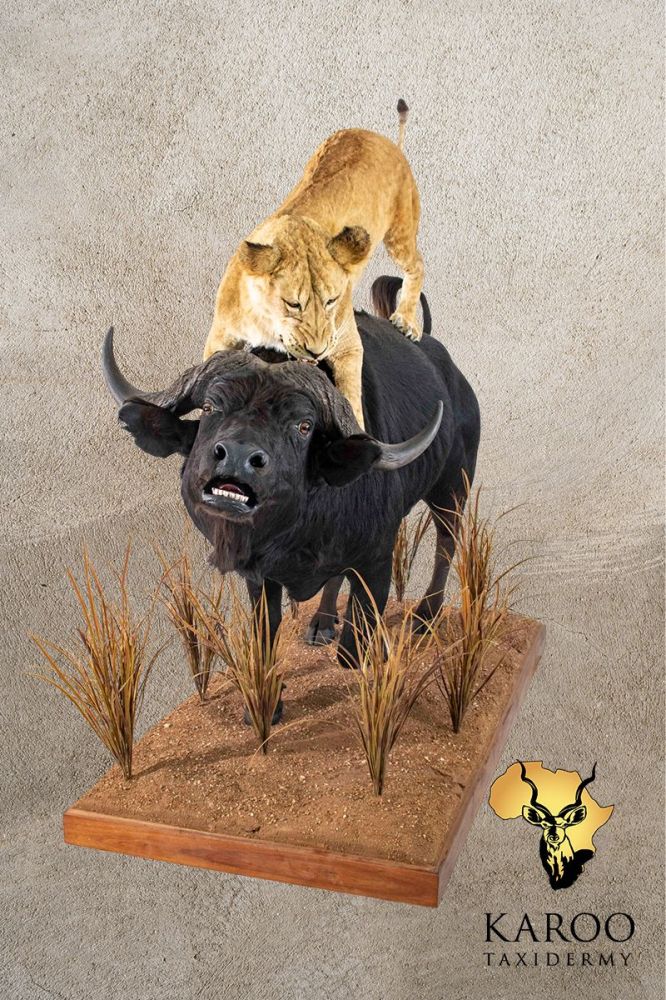 Lioness and Cape Buffalo Full-Mount Diorama