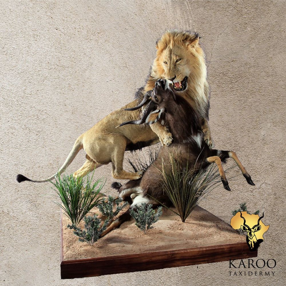 Lion and Nyala Full-Mount Diorama 02
