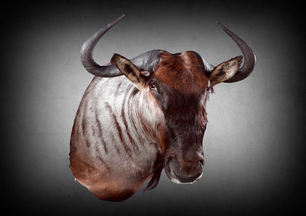 8th_shoulder_mount_blue_wildebeest.jpg