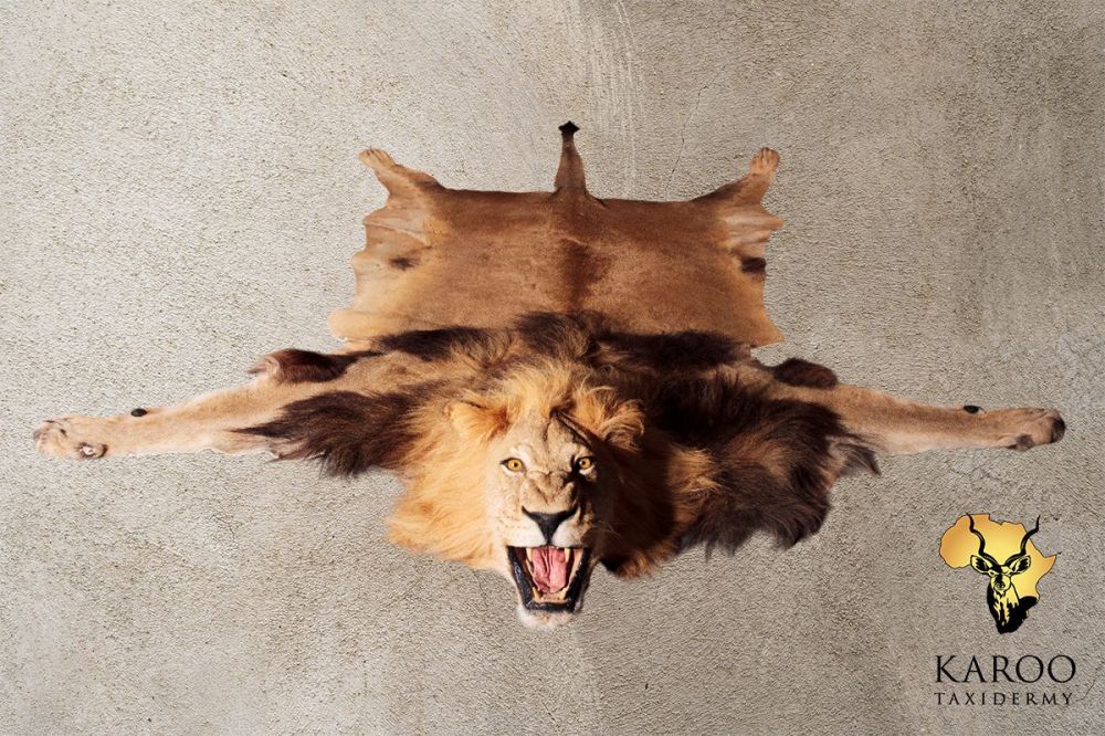 Lion Flat Skin with Mounted Head