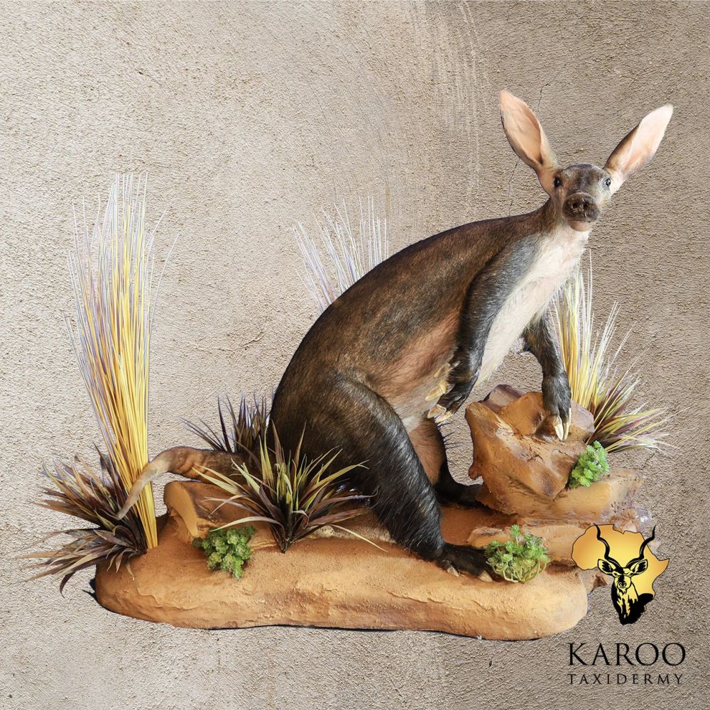 Aardvark Full Mount &ndash; Looking Quarter Right