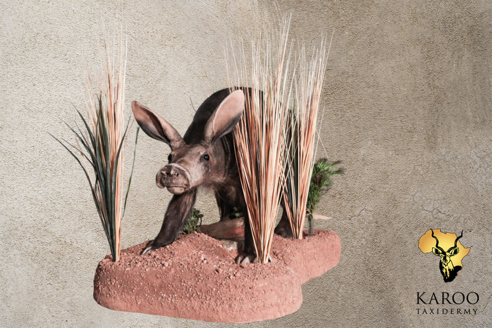 Aardvark Full Mount Straight on a Custom Rockery Floor Base