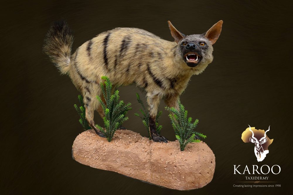 aardwolf_full_mount_2017.jpg