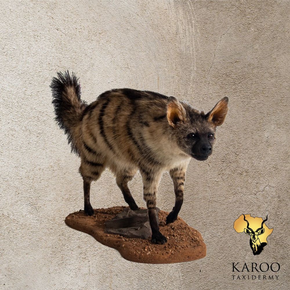 Aardwolf Full Mount on a custom Rockery Floor base