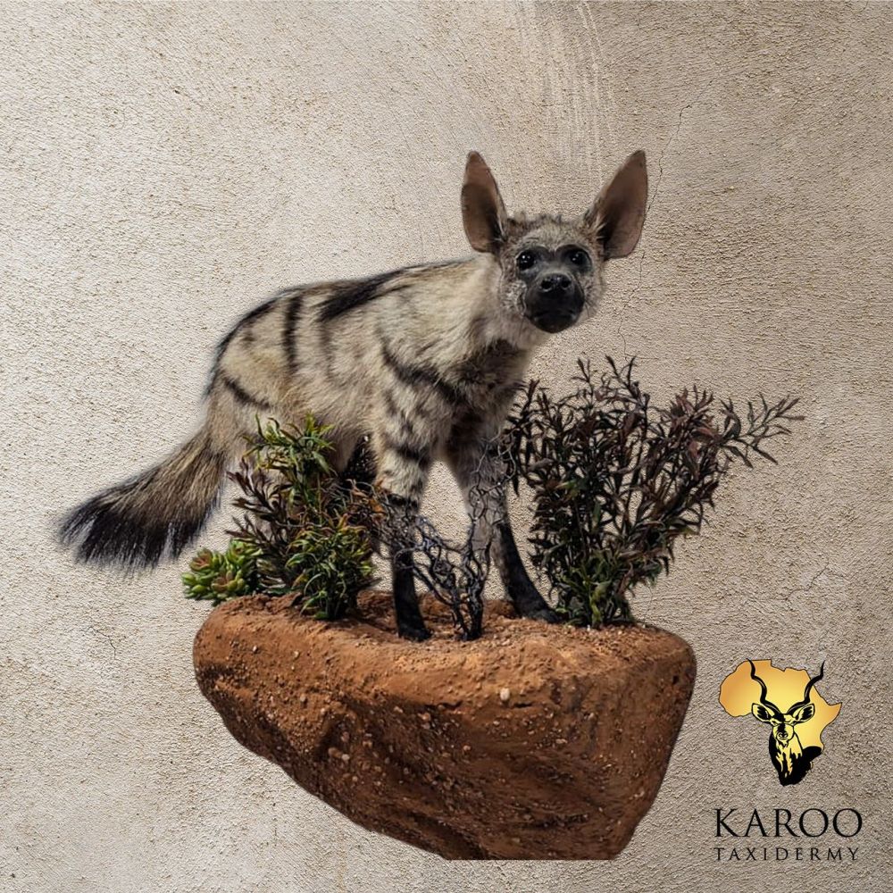 Aardwolf Full Mount &ndash; Alert Standing Pose on Custom Habitat Base