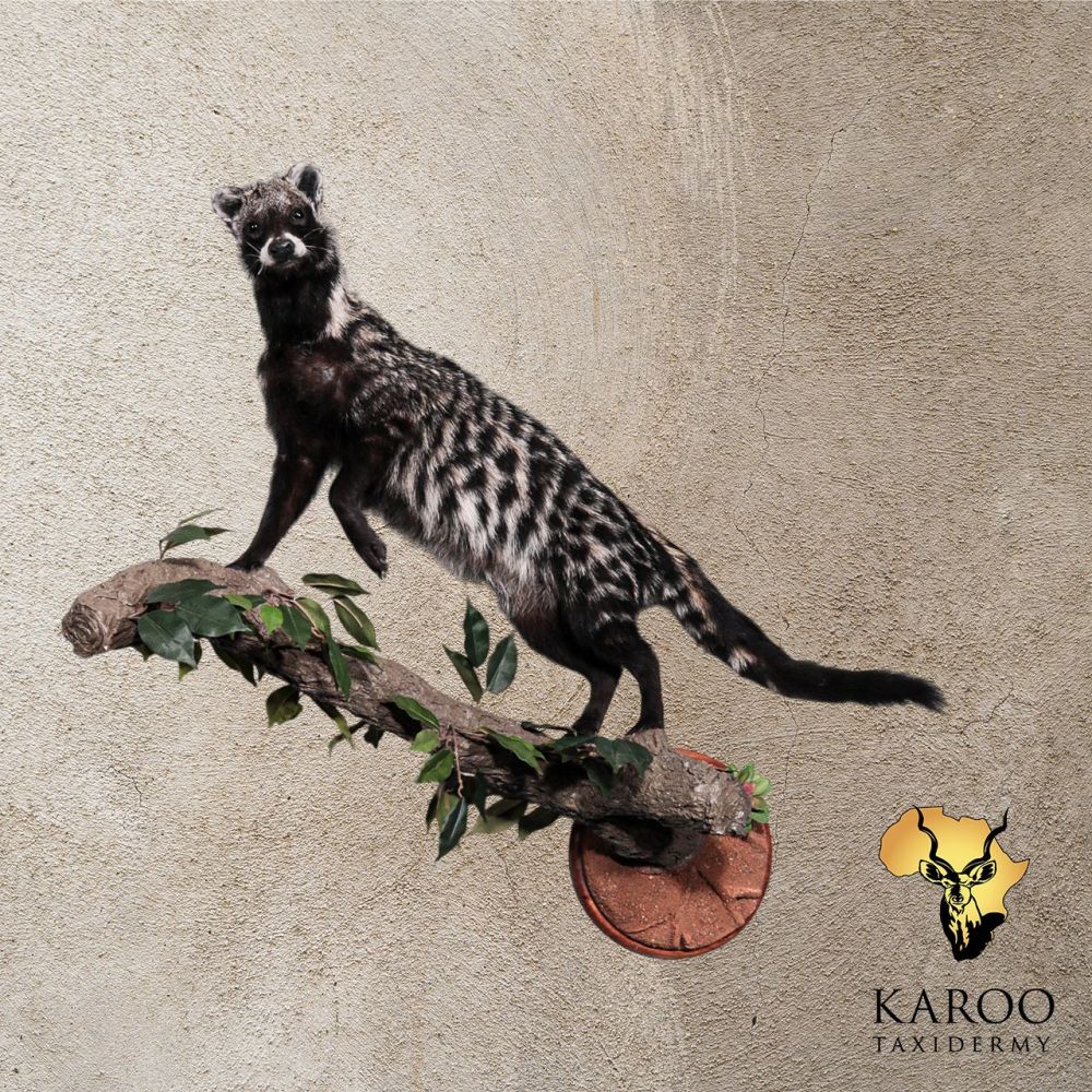 African Civet Full Mount on Branch &ndash; Looking Back Over Left Shoulde
