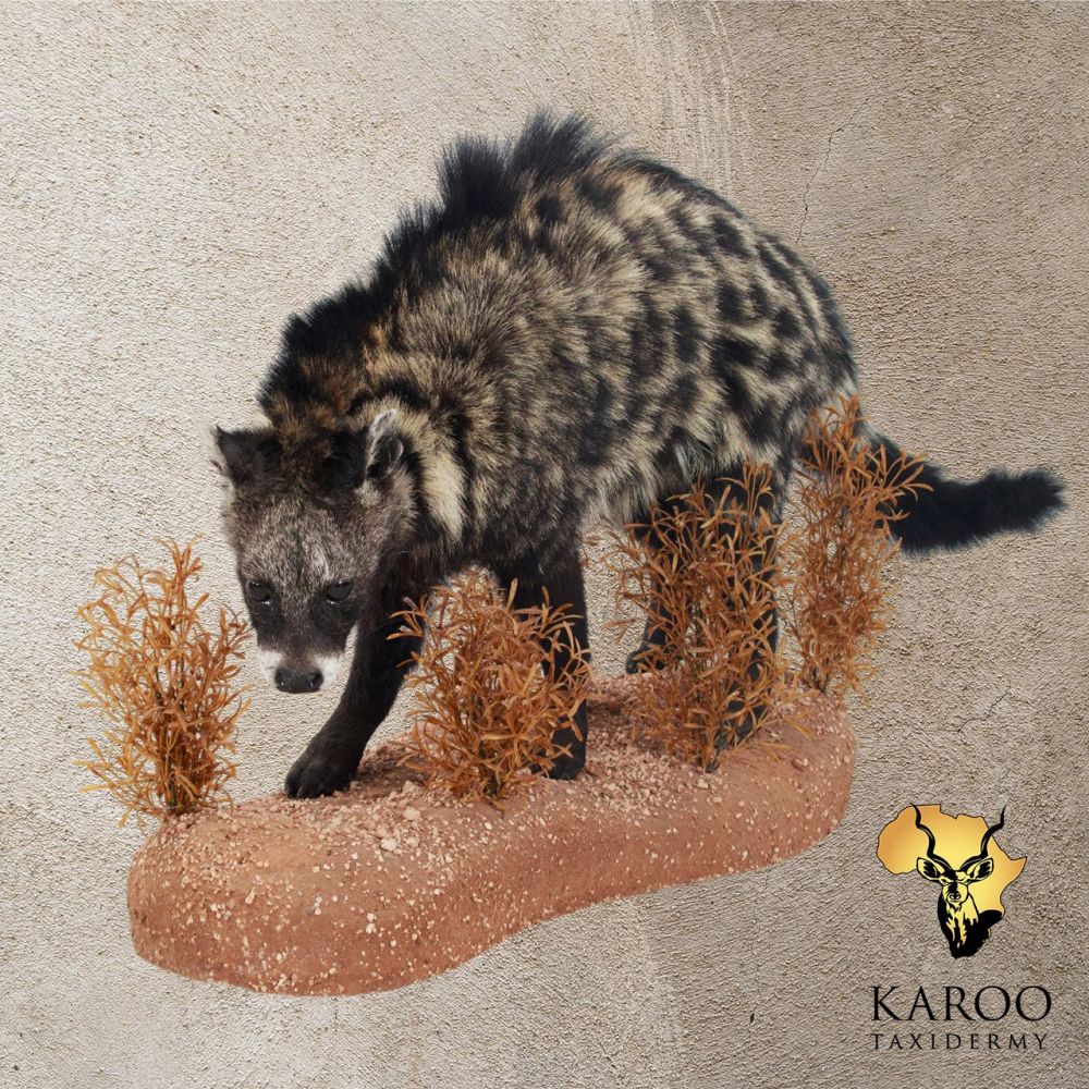 African Civet Full Mount &ndash; Walking, Looking Straight