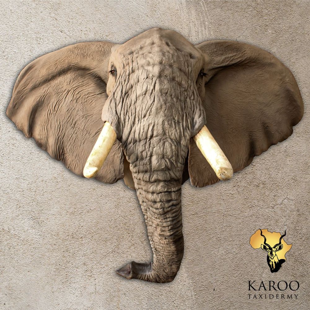 African Elephant Looking Straight