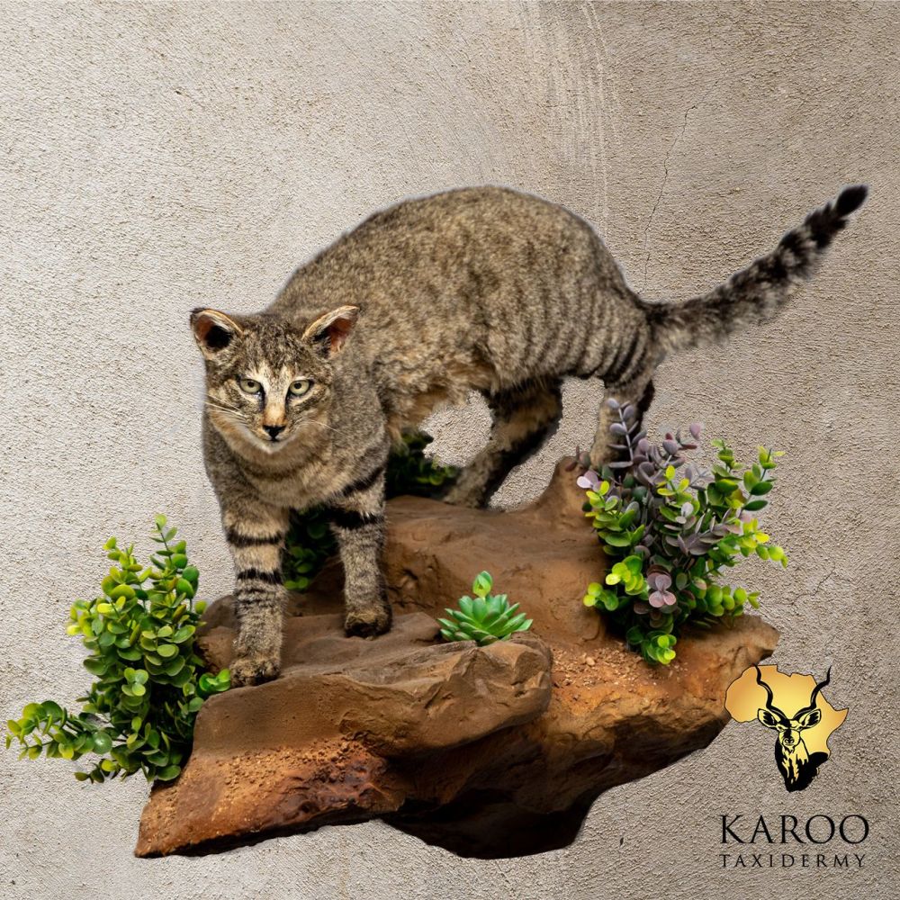 African Wildcat &ndash; Full Mount &ndash; Natural Habitat Wall Hanging Base