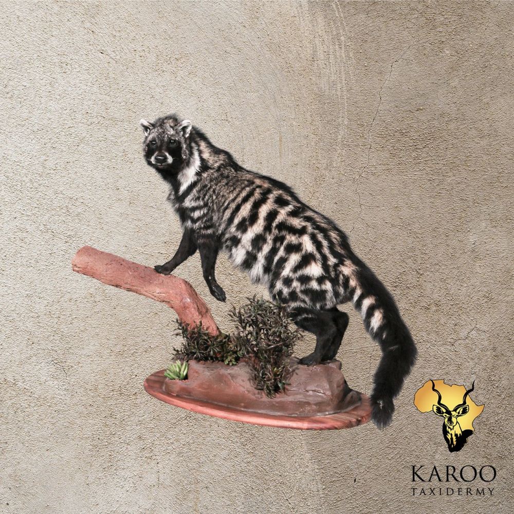 African Civet Full Mount &ndash; Climbing, Looking 90&deg; Left