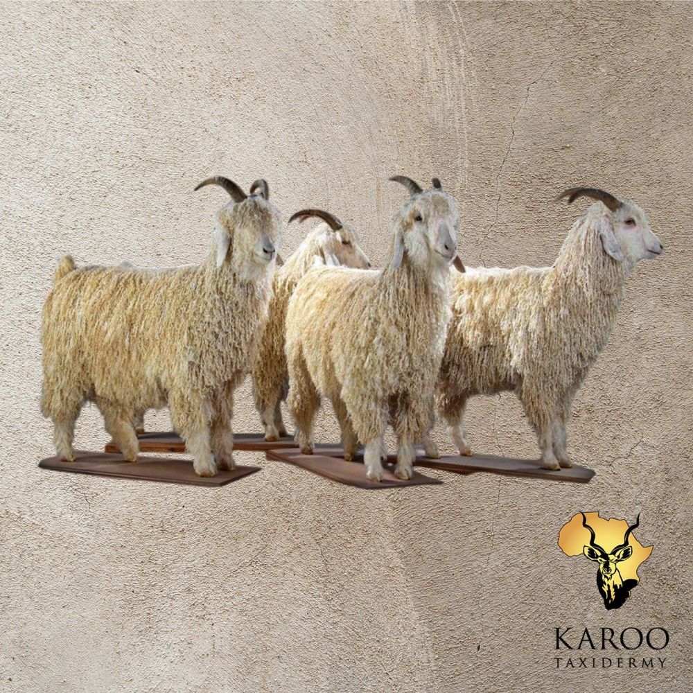 Angora Goat Taxidermy Collection