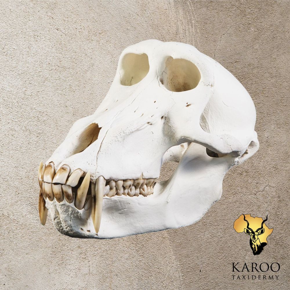 Baboon Skull Bleach