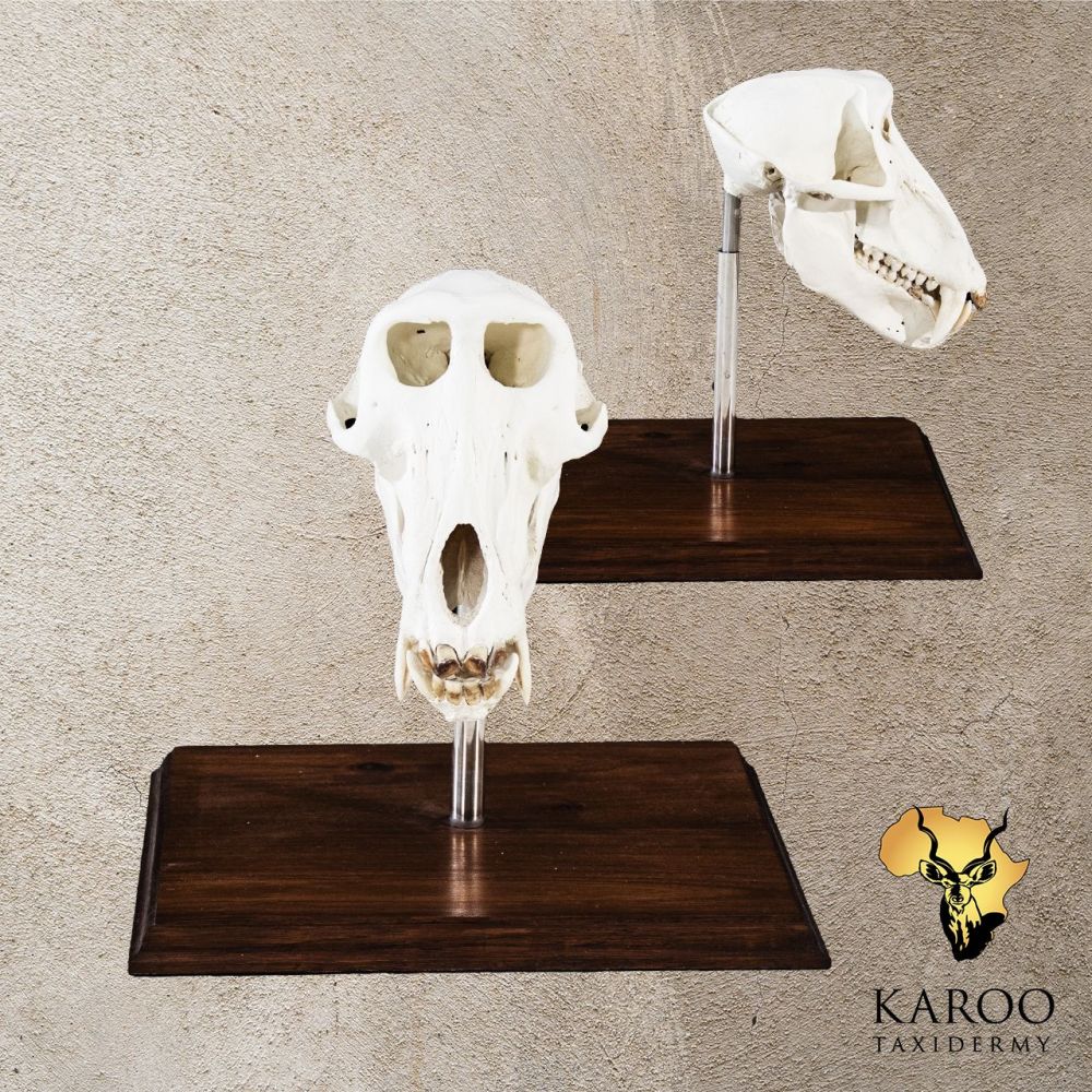 Baboon Skull Bleach on Hardwood Display Stand