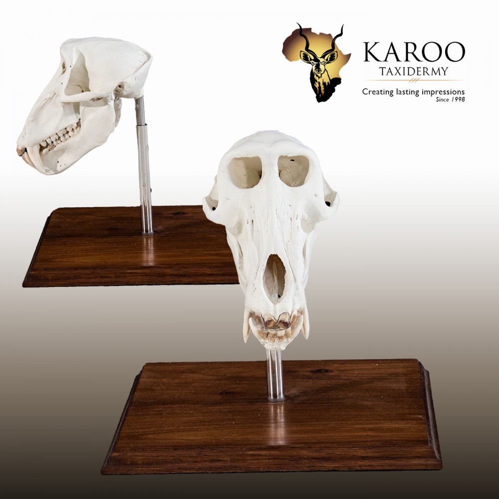 Baboon Bleached Skull Table Mount
