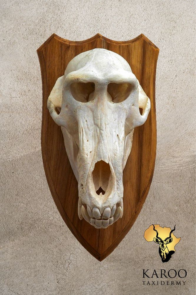 Baboon European Skull Mount on Hardwood Shield