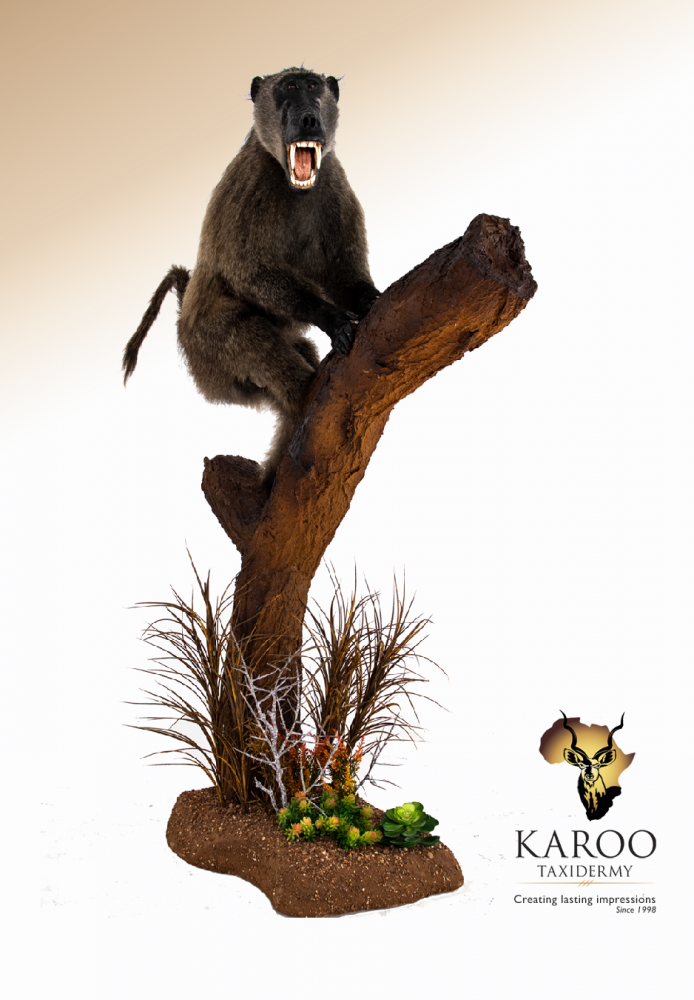 Baboon Full Mount on Branch