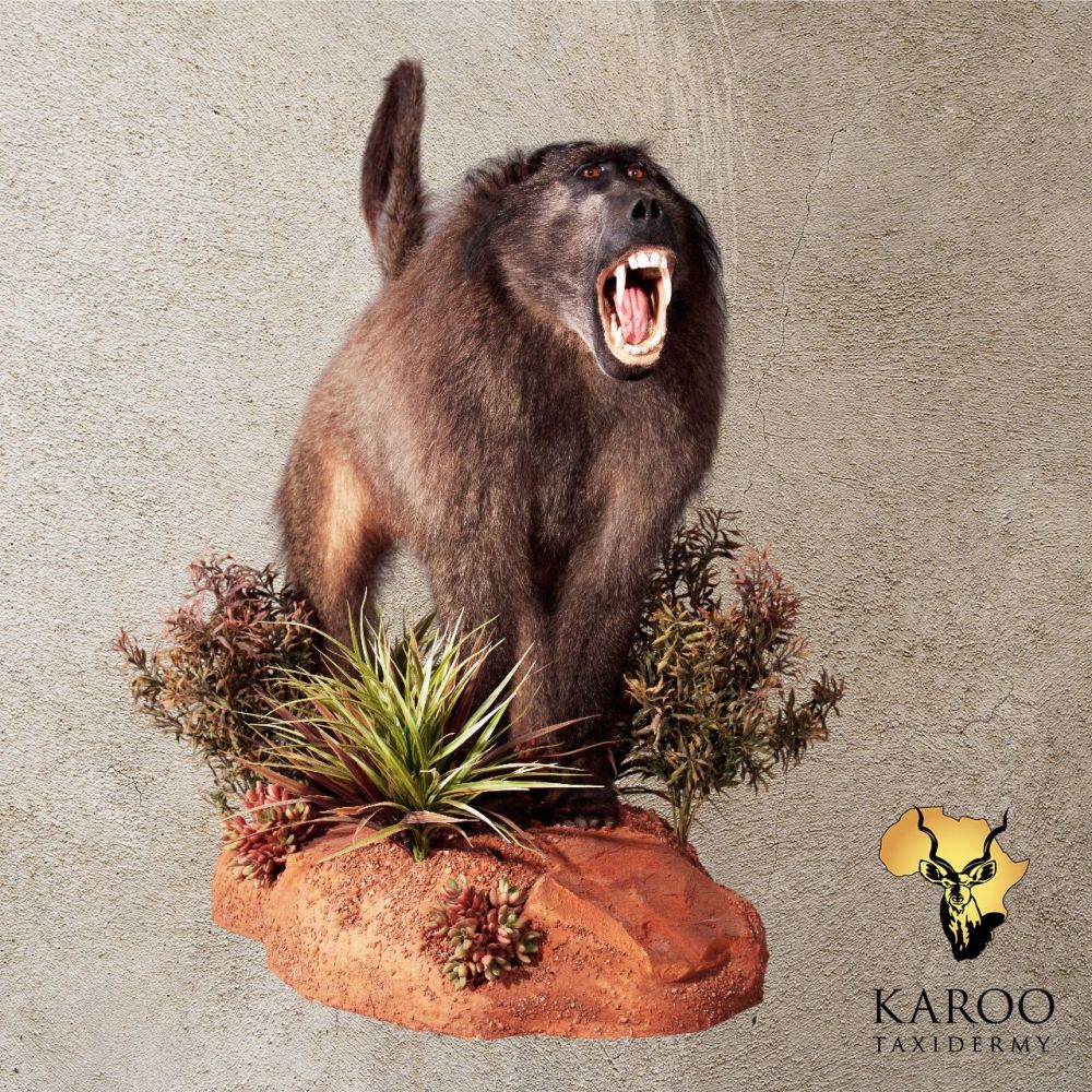 Baboon Full Mount Mouth Open Wide on Custom Rock and Vegetation Floor Base