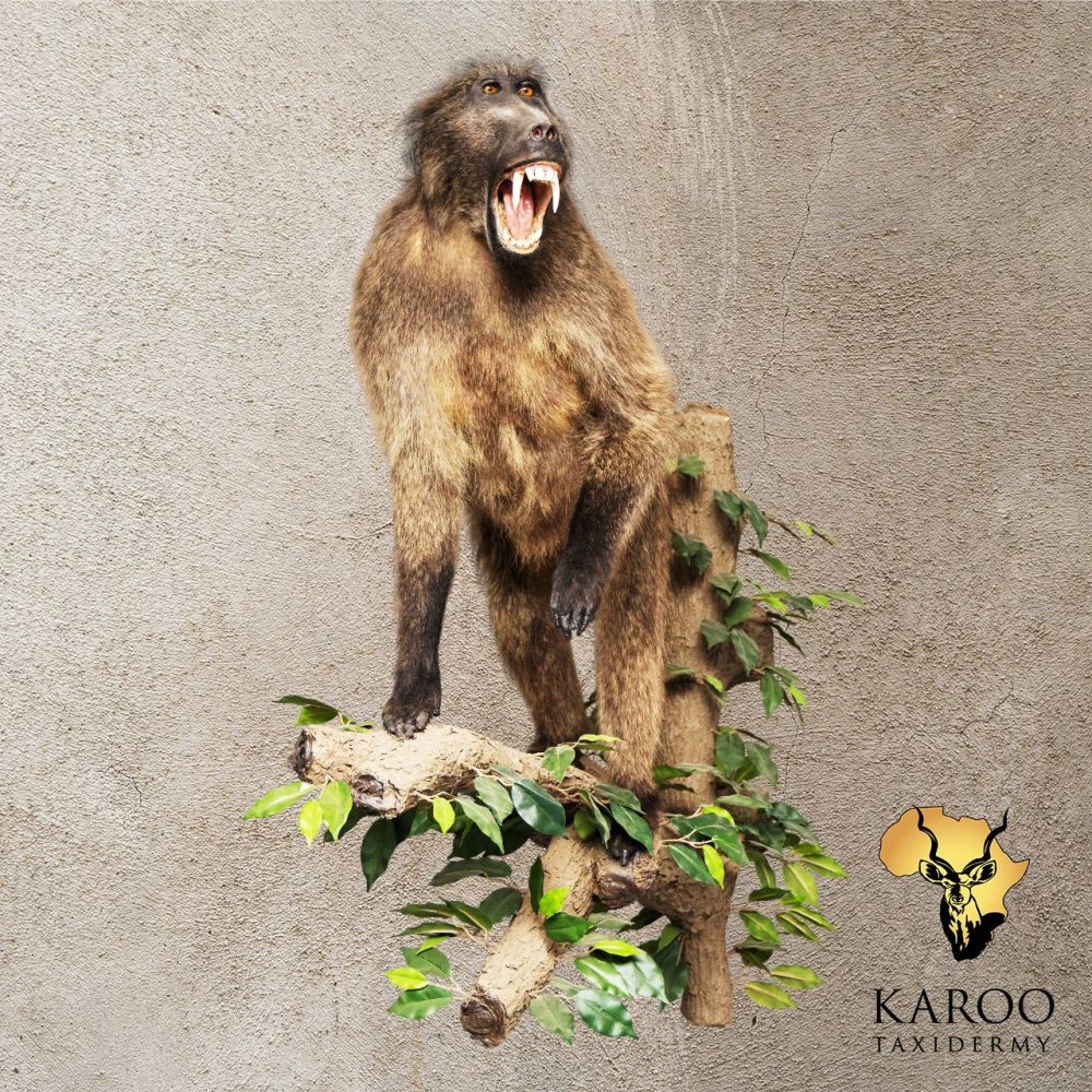 Baboon on Wall Mounted Branch Looking Eighth Left with Mouth Wide open