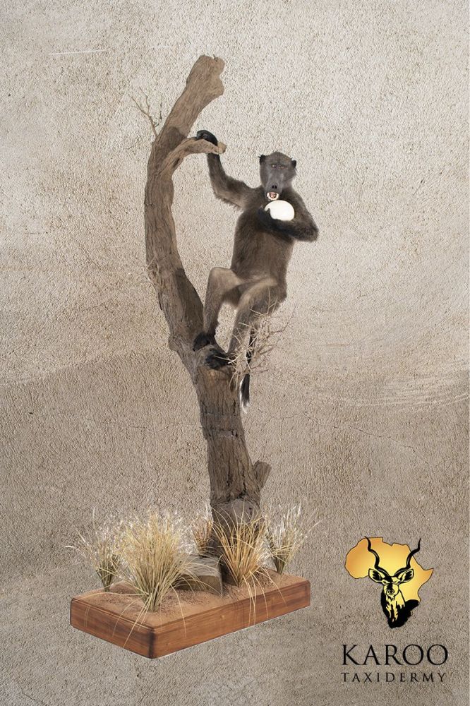 Baboon Full Mount with Ostrich Egg on Custom brancg and Vegetation Floor Base