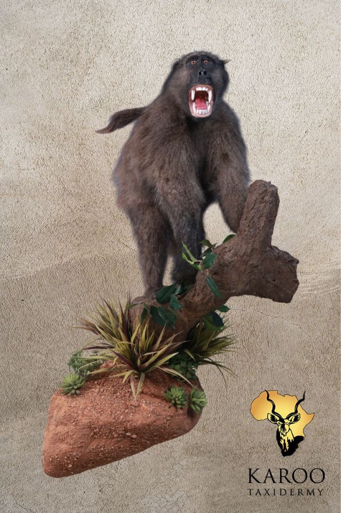 Baboon Full Mounted on Custom Rock and Branch