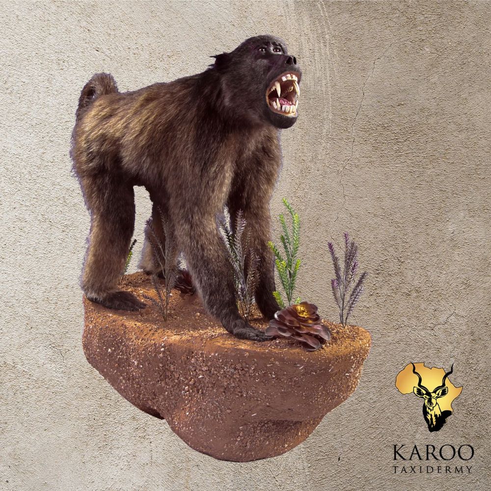 Baboon Full Mounted on a Custom Rock Wall Mounted Pedestal