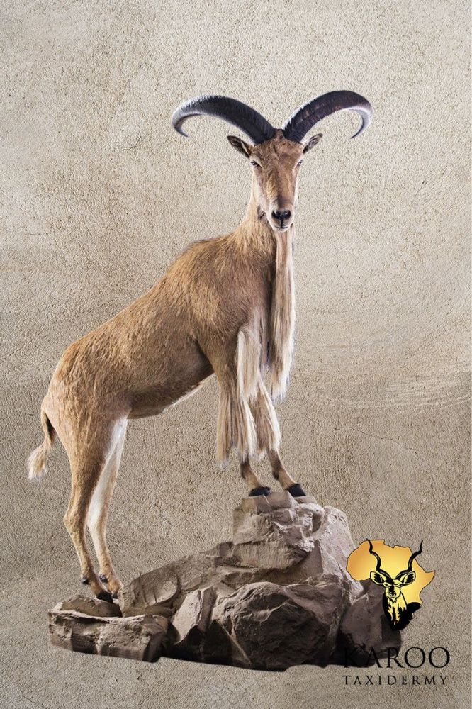 Barbary Sheep Full Mount Looking 90Degrees Right On a Custom Rockery Floor Pedestal