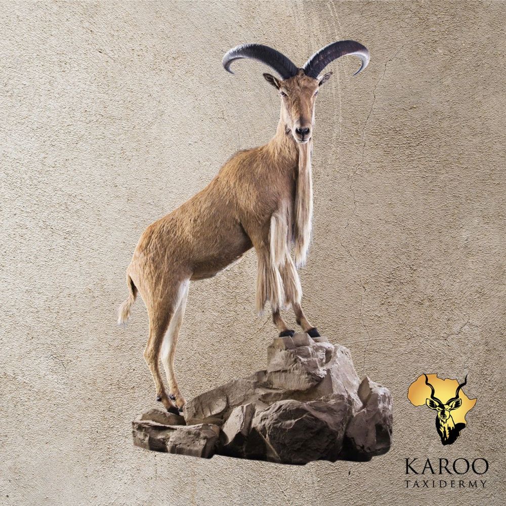 Barbary Sheep Full Mount Looking 90degrees RIght on a Custom Rockery Floor Base