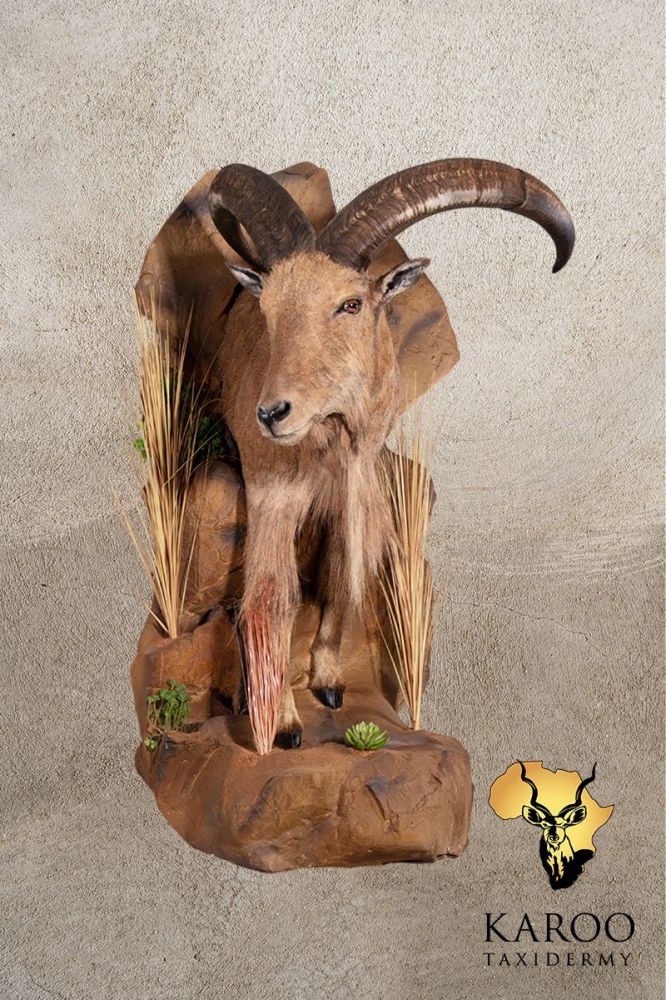 Barbary Sheep Half Mount on a rock and vegetation Wall pedestal Looking eighth Right