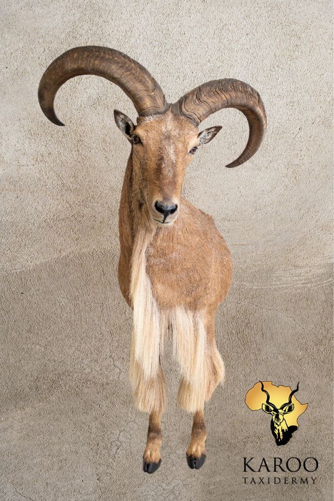 Barbary Sheep Half Mount pedestal Looking eighth left