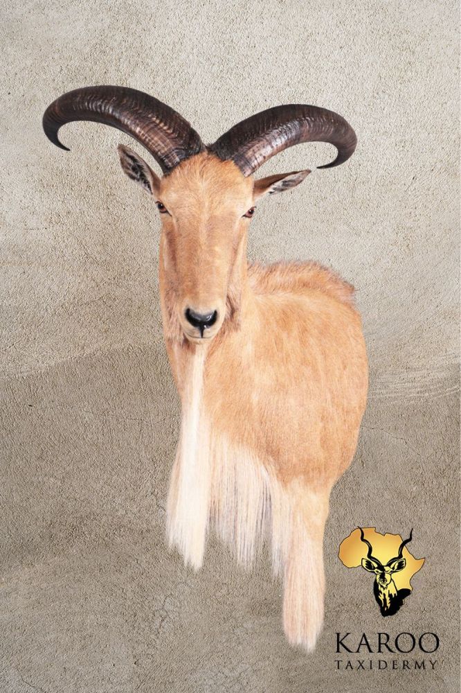 Barbary Sheep Shoulder Mount Looking eighth left