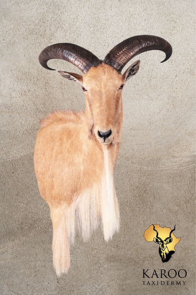 Barbary Sheep Shoulder Mount Looking eighth right