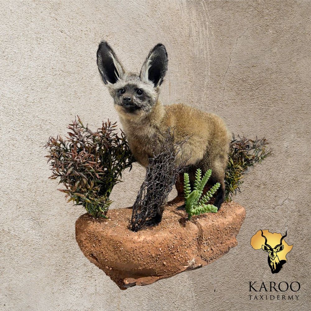 Bat Eared Fox Full Mount Looking 45 Degrees Left on a custom Habitat Wall Mounted Base