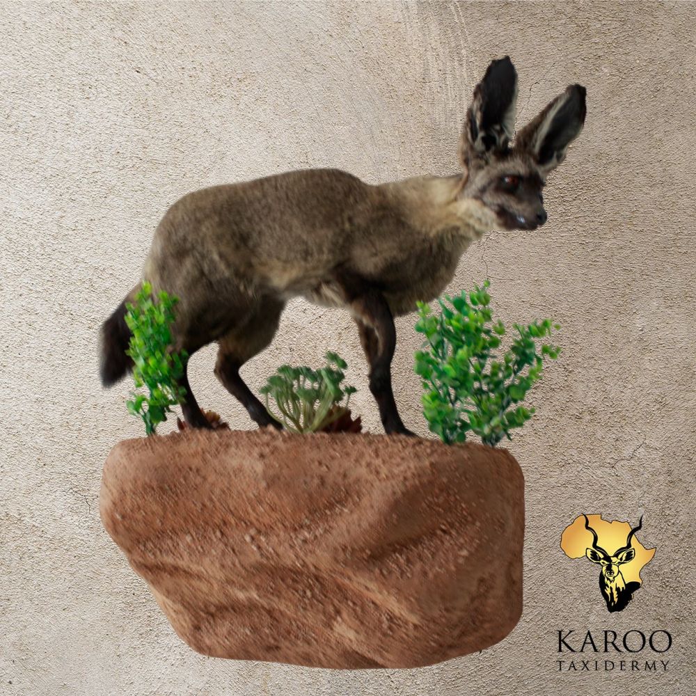 Bat Eared Fox Full Mounted onto a Rockery Wall pedestal