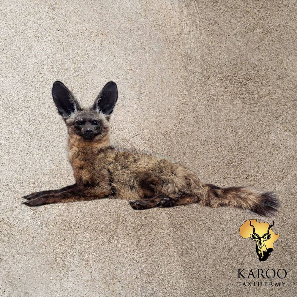 Bat-Eared Fox Full Mount &ndash; Alert Lying Pose