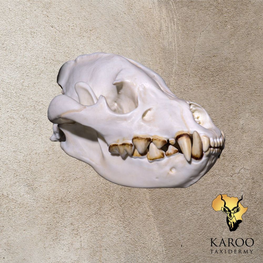 Bear Skull Bleach