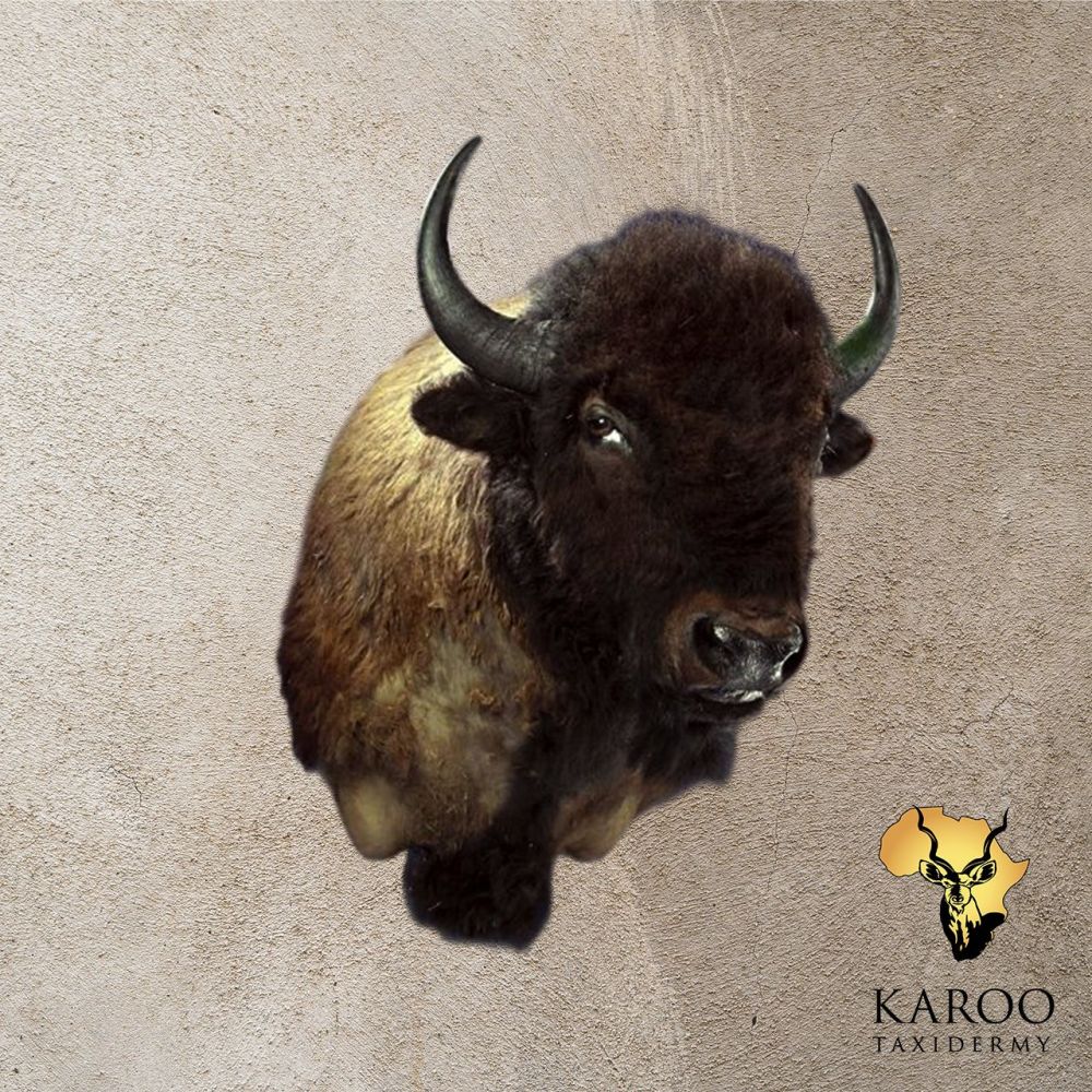 Bison Shoulder Mount Looking Straight with eyes looking to the side