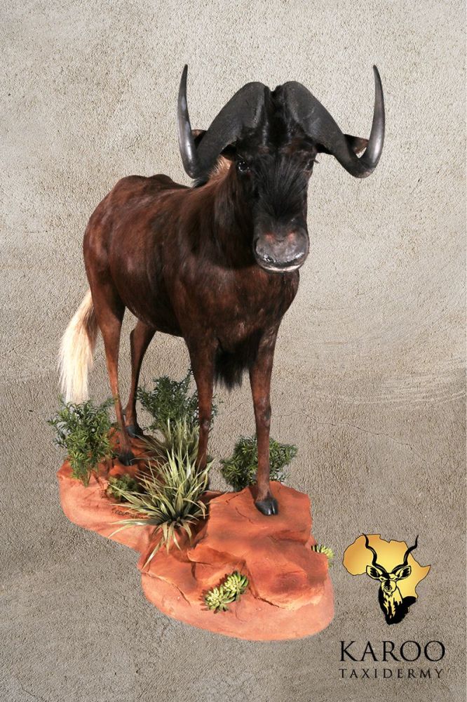 Black Wildebeest Full Mounted on a Cutom Rockery and Vegatation Floor Base
