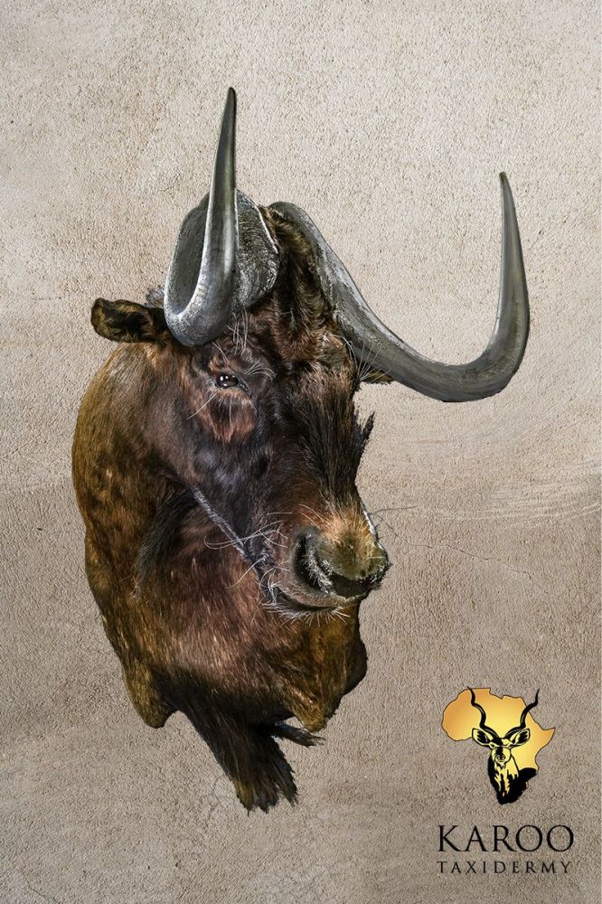 Black Wildebeest Wall Pedestal Looking Quarter Left