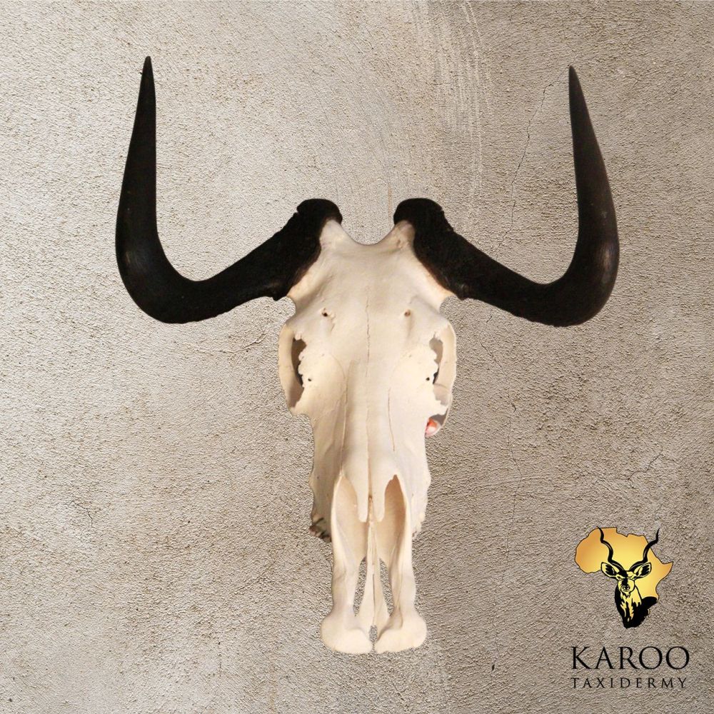 Black Wildebeest Skull Bleach