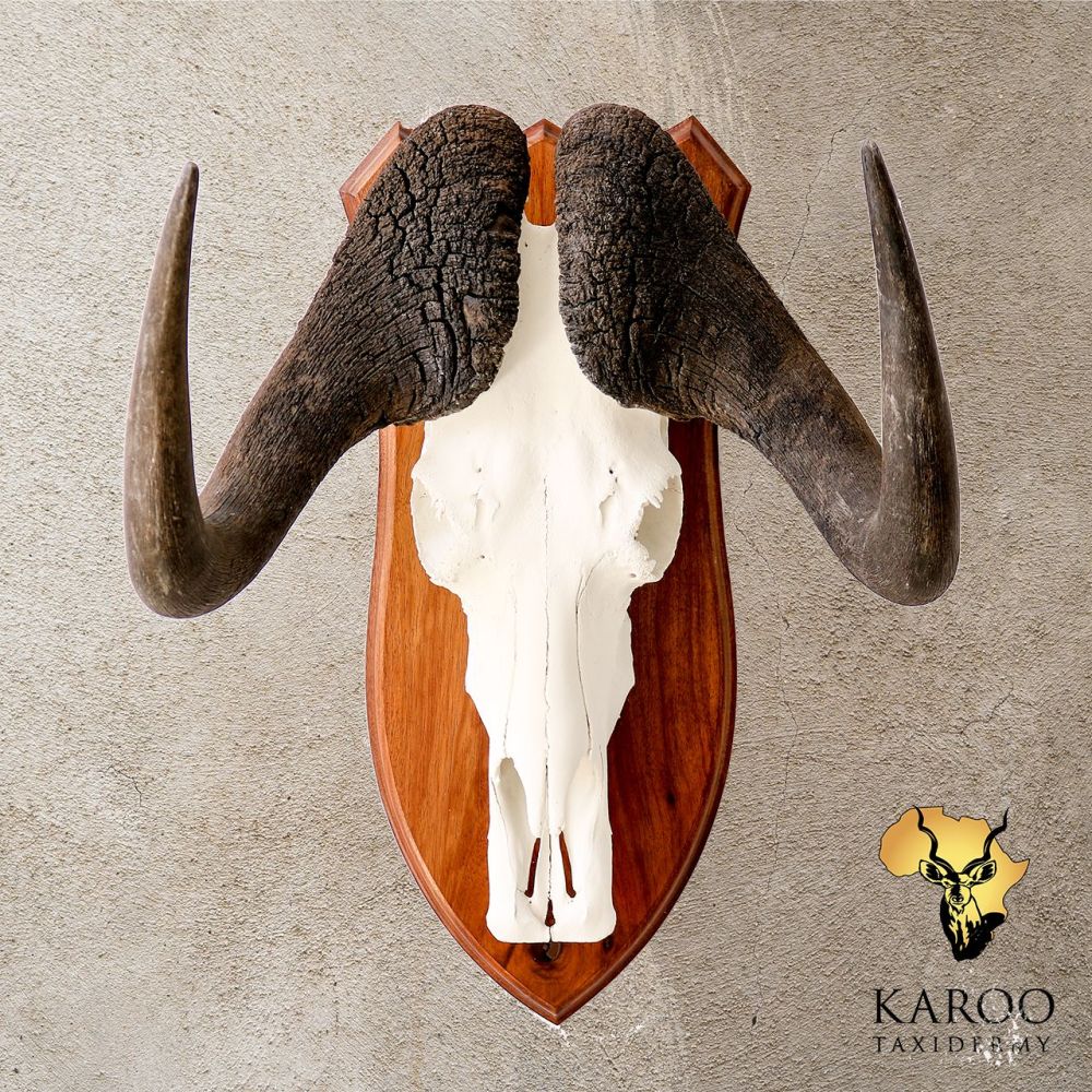 Black Wildebeest European Mount
