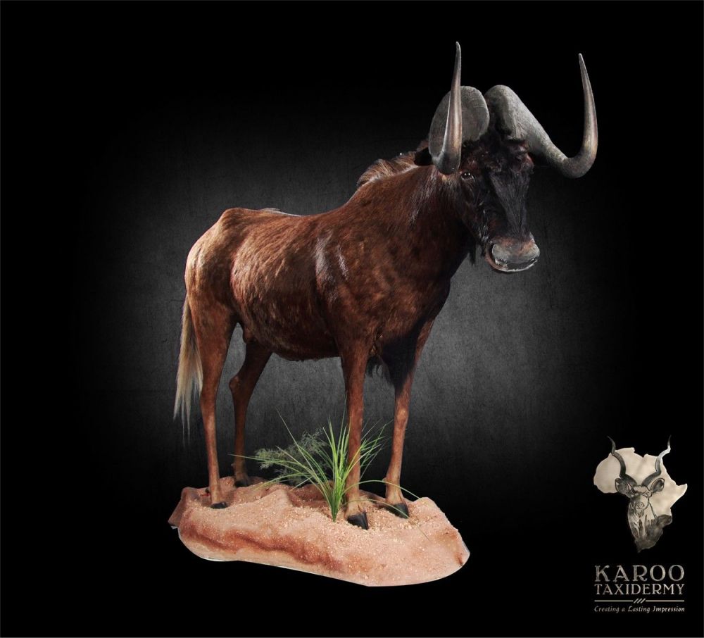 black_wildebeest_full_mount.jpg